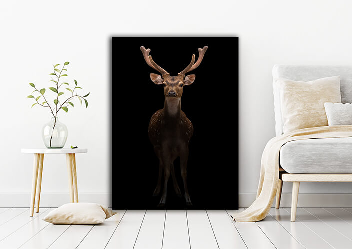 WEB006 0022 MP 0014 27815352 male axis deer in the dark AOAY6827