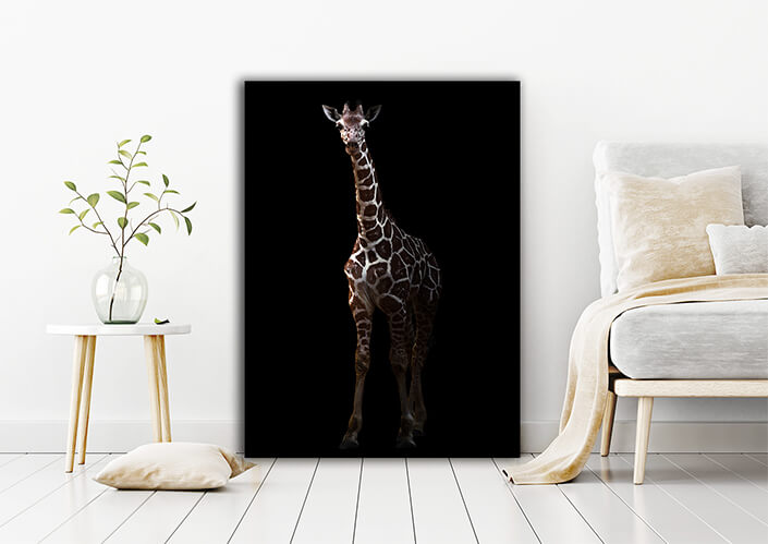 WEB006_0024_MP_0012_27815386_giraffe standing in the dark AOAY4633