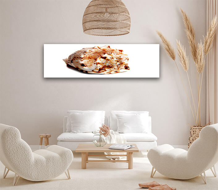 WEB002 0003 ML 0035 2862021 cassis cornuta AOAY6652