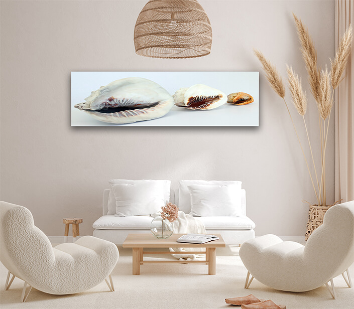 WEB002 0005 ML 0033 2918483 helmet conchs 2 AOAY6657