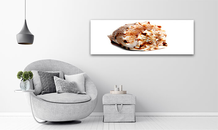 WEB003 0003 ML 0035 2862021 cassis cornuta AOAY6652