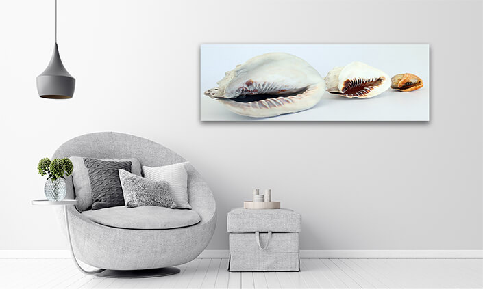 WEB003 0005 ML 0033 2918483 helmet conchs 2 AOAY6657