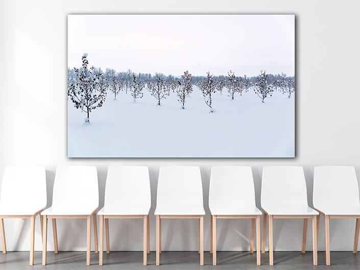 WEB003 0013 MP 0011 34524168 winter apple garden deadpan AOAY6726