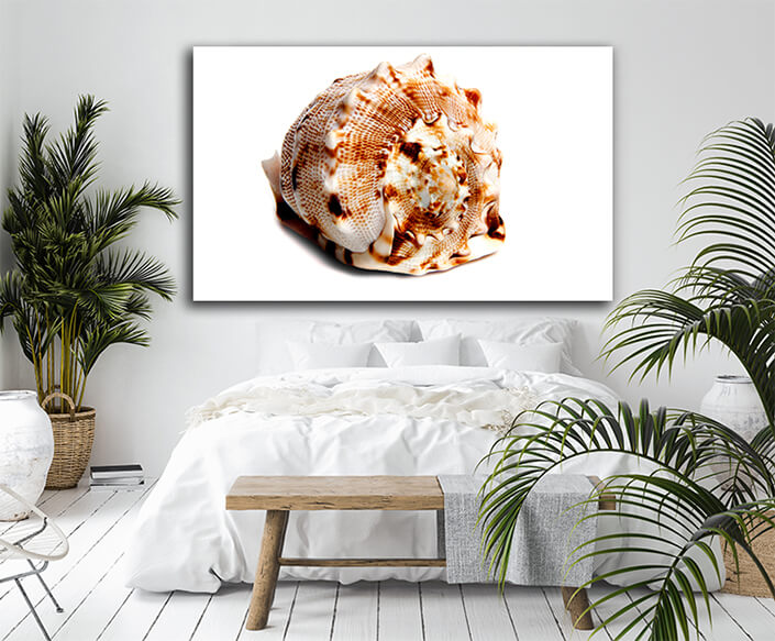 WEB004 0003 ML 0035 2862021 cassis cornuta AOAY6652