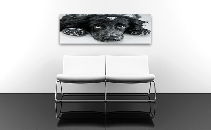 WEB004 0010 ML 0011 7817742 english cocker spaniel AOAY5800