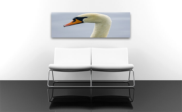 WEB004 0019 ML 0002 33843092 a young swan swims elegantly on a pond AOAY5425