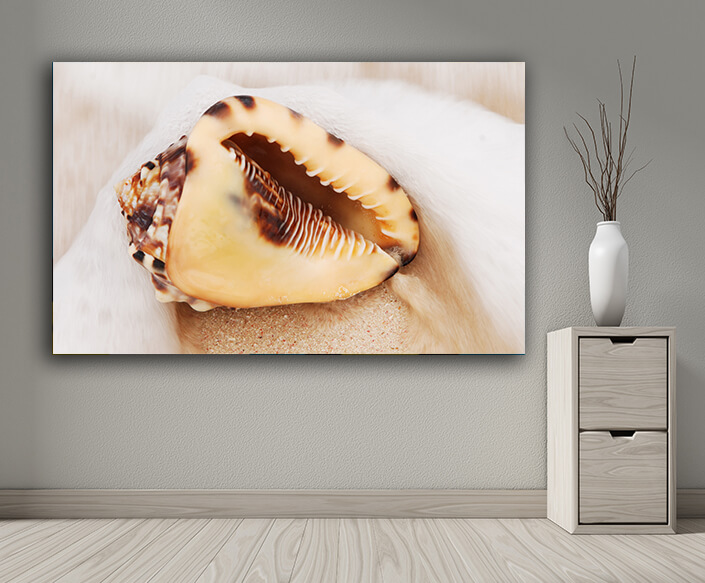 WEB004 0025 MP 0031 7160752 shell 003 AOAY6662