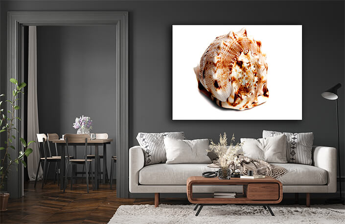 WEB005 0003 ML 0035 2862021 cassis cornuta AOAY6652