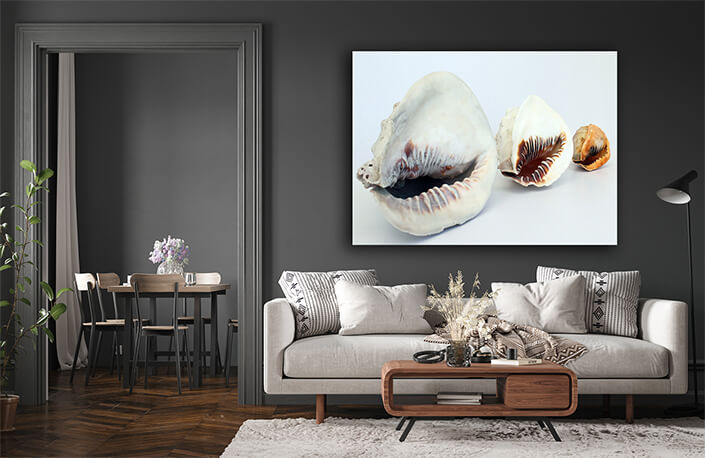 WEB005 0005 ML 0033 2918483 helmet conchs 2 AOAY6657