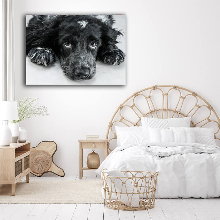 WEB005 0010 ML 0011 7817742 english cocker spaniel AOAY5800