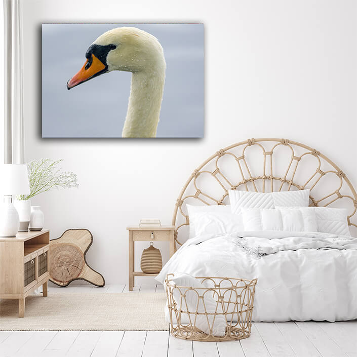 WEB005 0019 ML 0002 33843092 a young swan swims elegantly on a pond AOAY5425