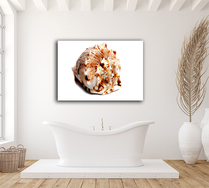 WEB006 0003 ML 0035 2862021 cassis cornuta AOAY6652