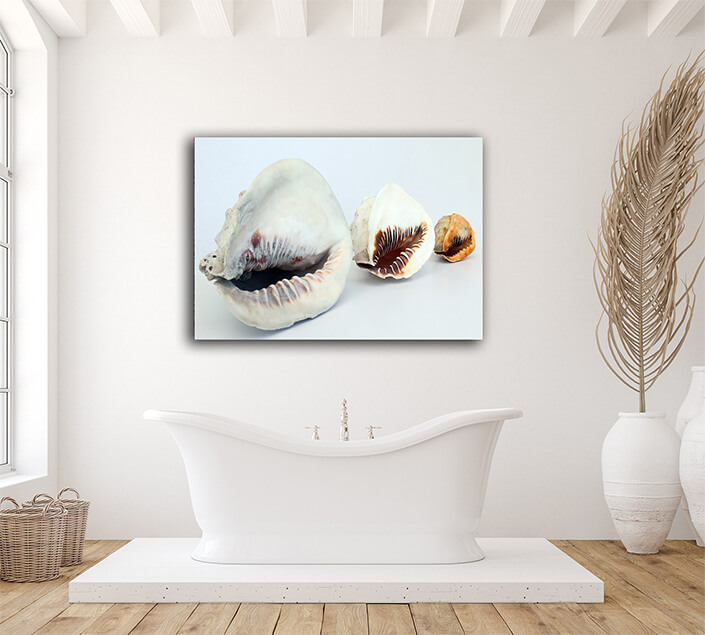 WEB006 0005 ML 0033 2918483 helmet conchs 2 AOAY6657