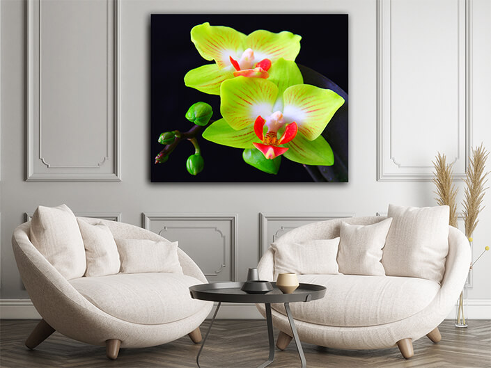 WEB001 0017 MOCKUP 0005 32326406 phalaenopsis in blossom close up AOAY7995
