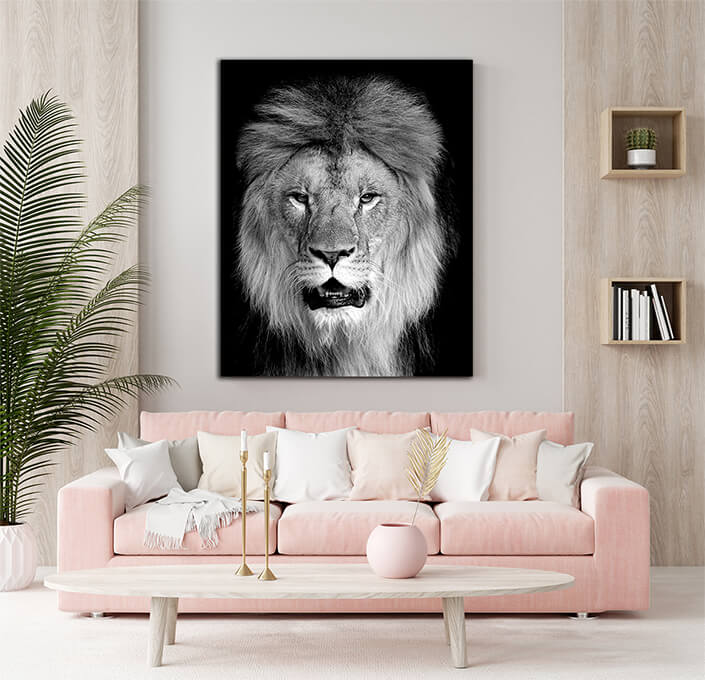 WEB002. 0003 MP 0023 22503926 lion on dark background AOAY8133