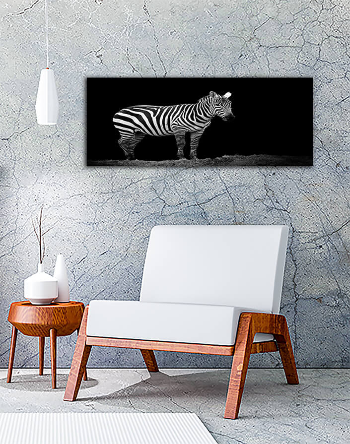WEB002 0015 MP 0009 22503898 zebra on dark background AOAY5522