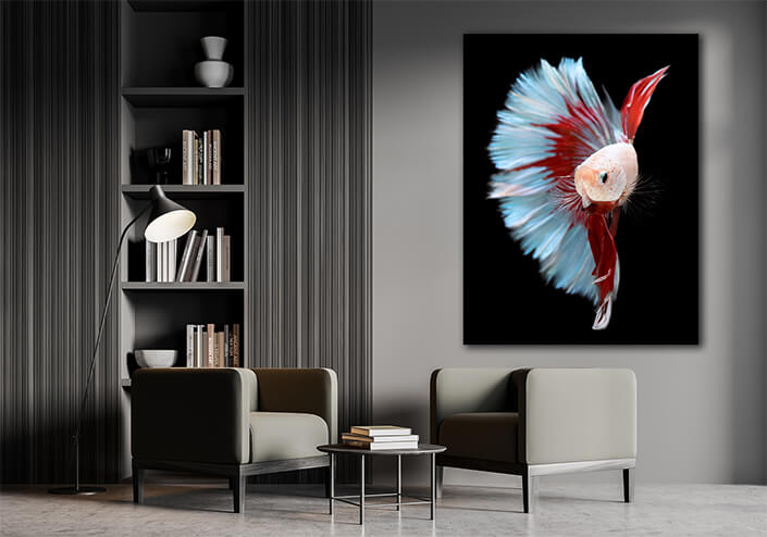WEB002 0028 MP 0003 39657276 half red and blue betta siamese fighting fish betta splendens pla kad biting AOAY6155