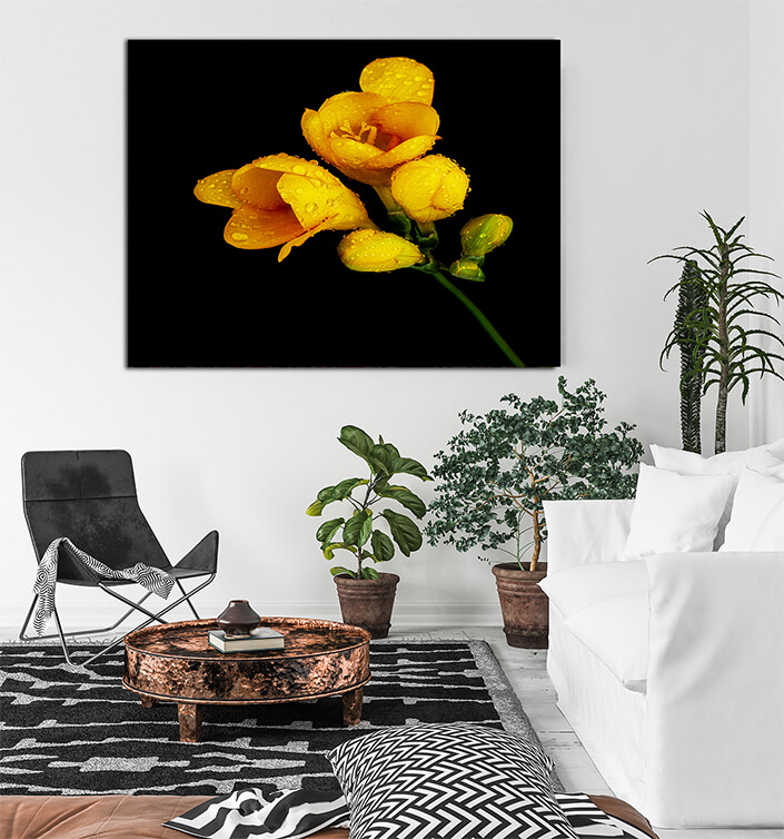 WEB002 0031 MP 0031 7371368 yellow flower on black background AOAY7940