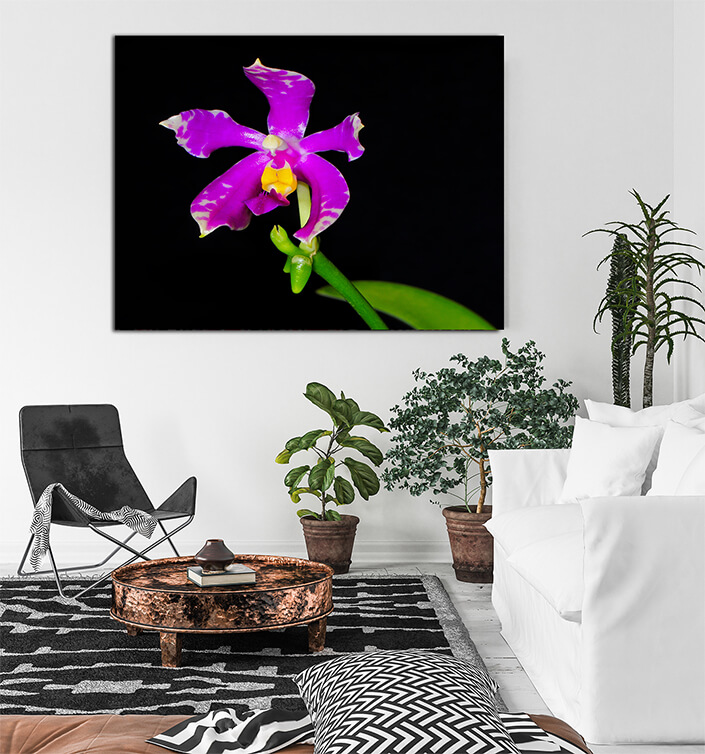 WEB002 0042 MP 0020 12724828 phalaenopsis pulchra AOAY7966