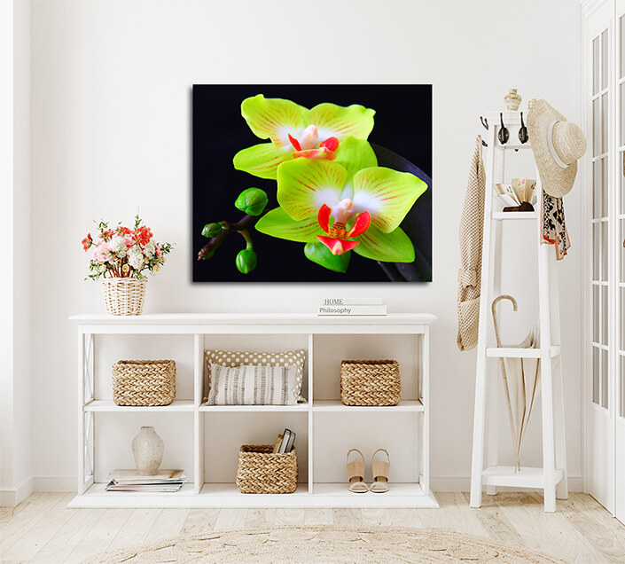WEB003 0017 MOCKUP 0005 32326406 phalaenopsis in blossom close up AOAY7995