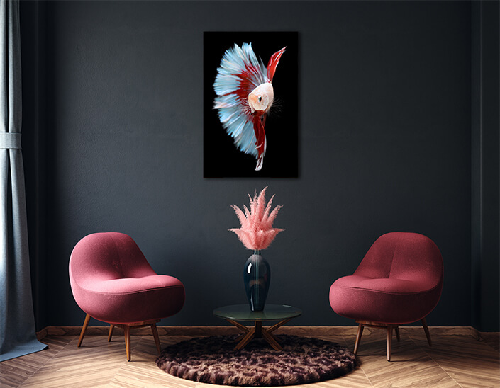 WEB003 0028 MP 0003 39657276 half red and blue betta siamese fighting fish betta splendens pla kad biting AOAY6155