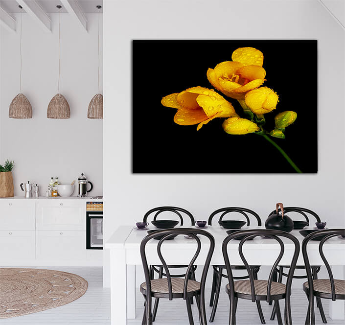 WEB003 0031 MP 0031 7371368 yellow flower on black background AOAY7940