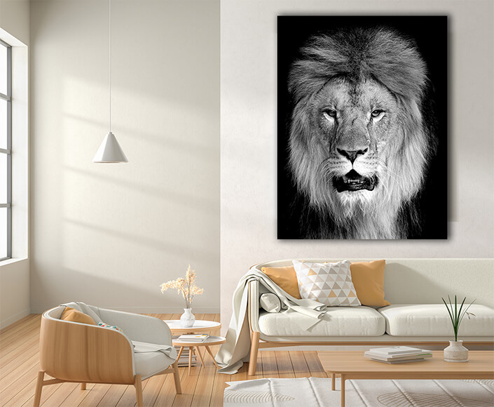 WEB004 0001 MP 0023 22503926 lion on dark background AOAY8133