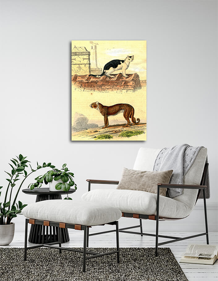 WEB004 0011 MP 0021 28188990 domestic cat cheetah vintage engraving AOAY7018