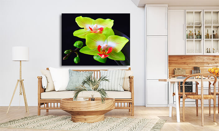 WEB004 0017 MOCKUP 0005 32326406 phalaenopsis in blossom close up AOAY7995