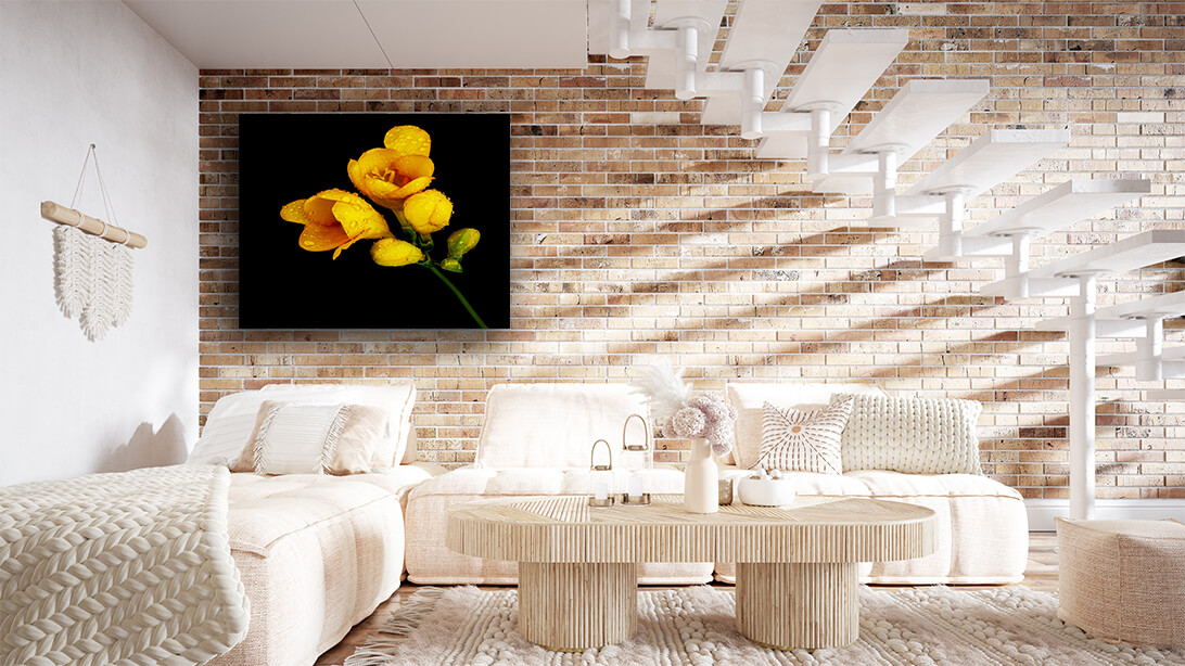 WEB004 0034 MP 0031 7371368 yellow flower on black background AOAY7940