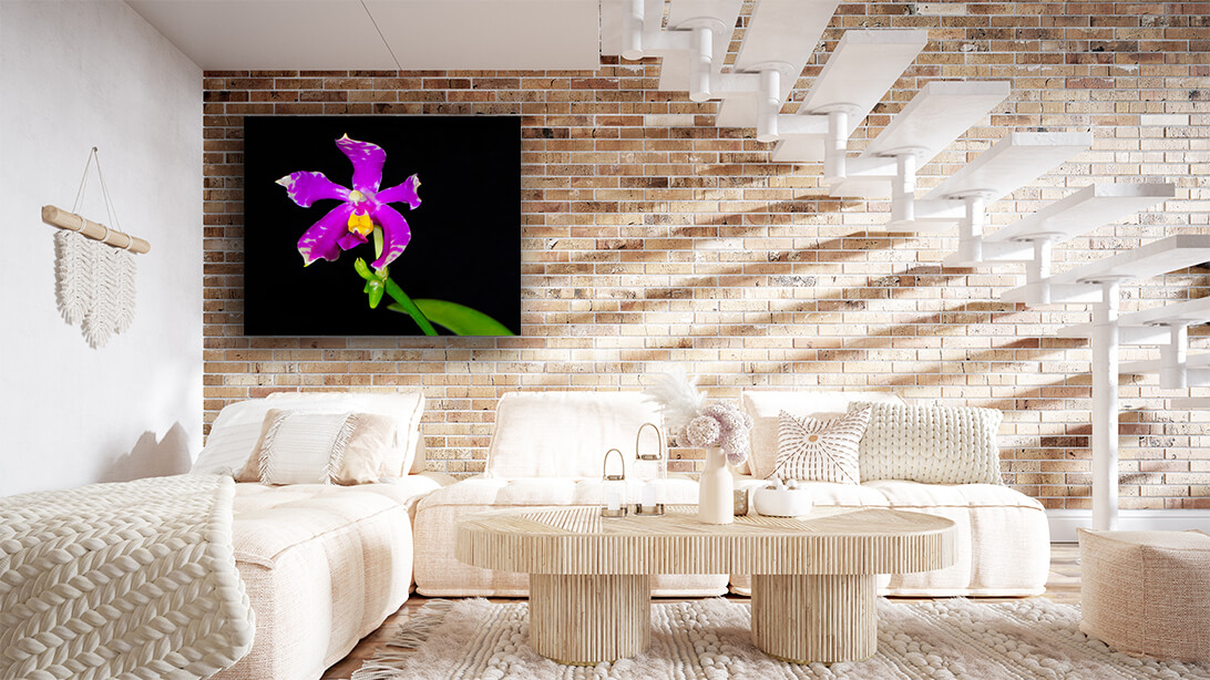 WEB004 0045 MP 0020 12724828 phalaenopsis pulchra AOAY7966