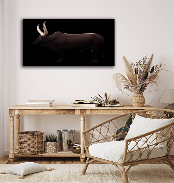 WEB005 0003 MP 0021 28633180 male ankole watusi in dark background AOAY6453