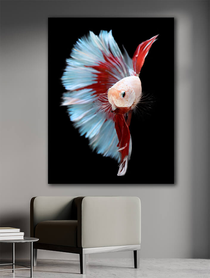 WEB005 0028 MP 0003 39657276 half red and blue betta siamese fighting fish betta splendens pla kad biting AOAY6155