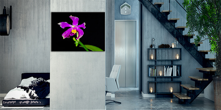 WEB005 0043 MP 0020 12724828 phalaenopsis pulchra AOAY7966