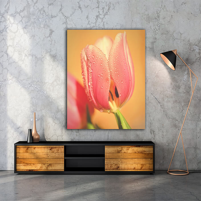 WEB005 0046 MP 0037 44927882 colorful tulip on a sunny day nature photography in spring time AOAY6519