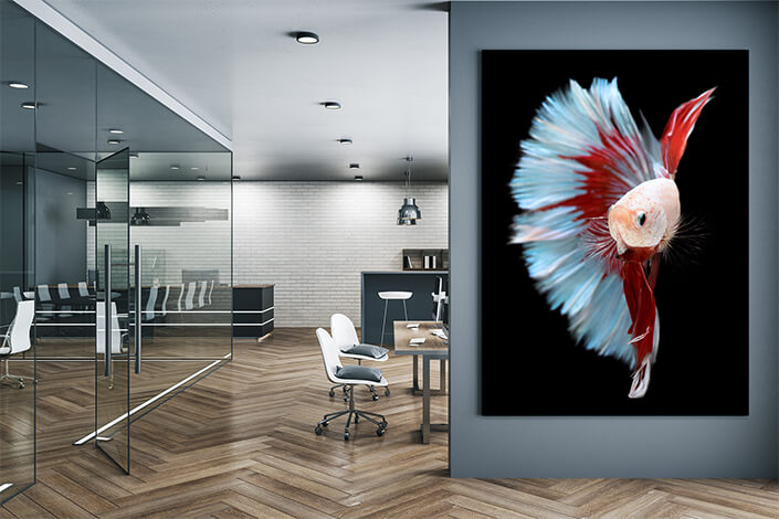 WEB006 0028 MP 0003 39657276 half red and blue betta siamese fighting fish betta splendens pla kad biting AOAY6155