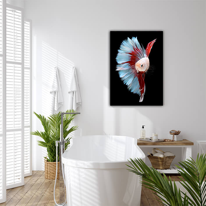 WEB007 0029 MP 0003 39657276 half red and blue betta siamese fighting fish betta splendens pla kad biting AOAY6155