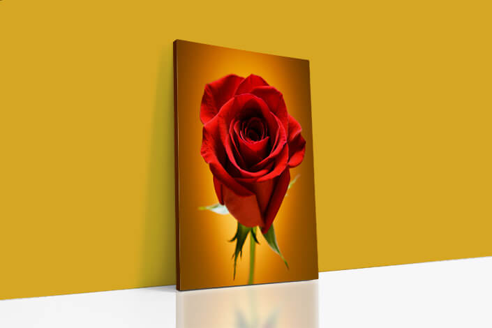 Web09a 0019 mp 0005 43646 red rose on gold aoay4665