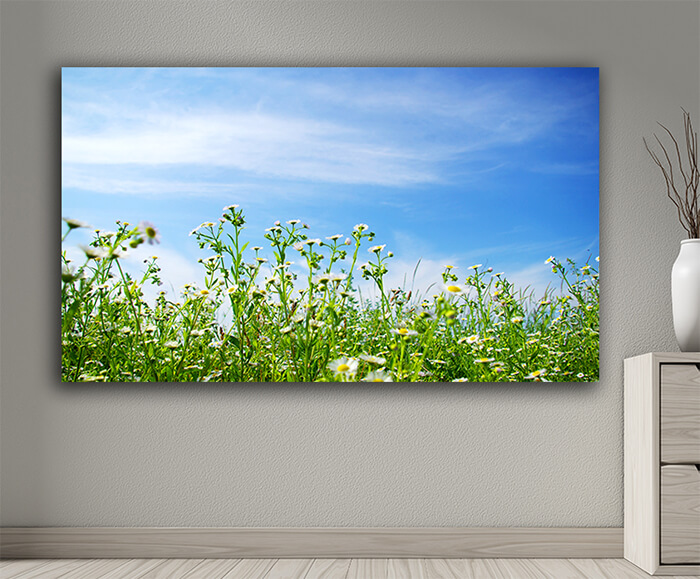 WEB001 0003 MOCKUP 0034 5751212 camomiles field AOAY7673