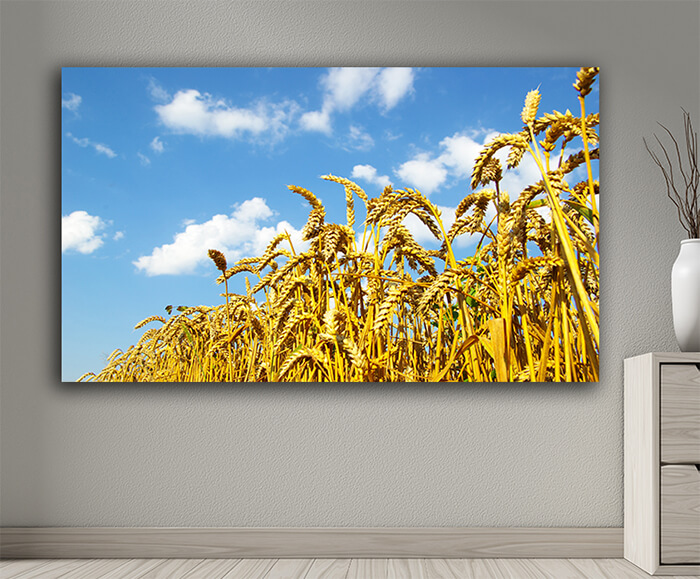 WEB001 0011 MOCKUP 0054 4757984 wheat AOAY7652