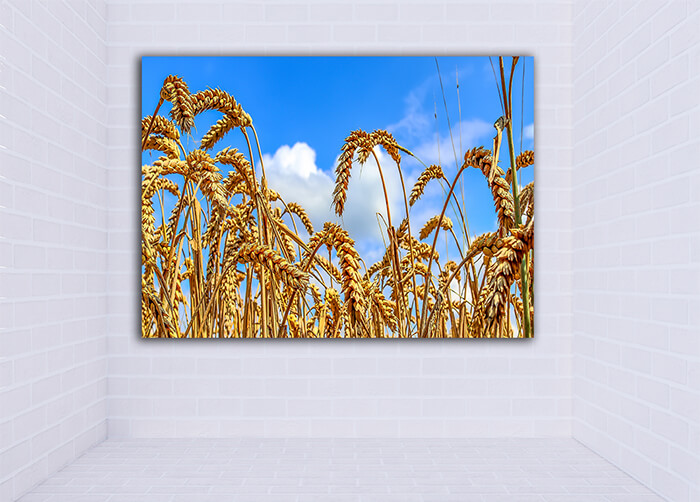 WEB001 0012 MOCKUP 0013 30831812 beautiful panorama of agricultural crop and wheat fields AOAY7712