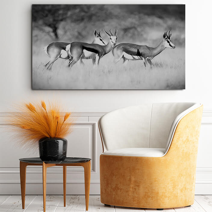 WEB001_0014_MOCKUP__0004_47627936_Three springbok-antelopes-on -grassland AOAY8111