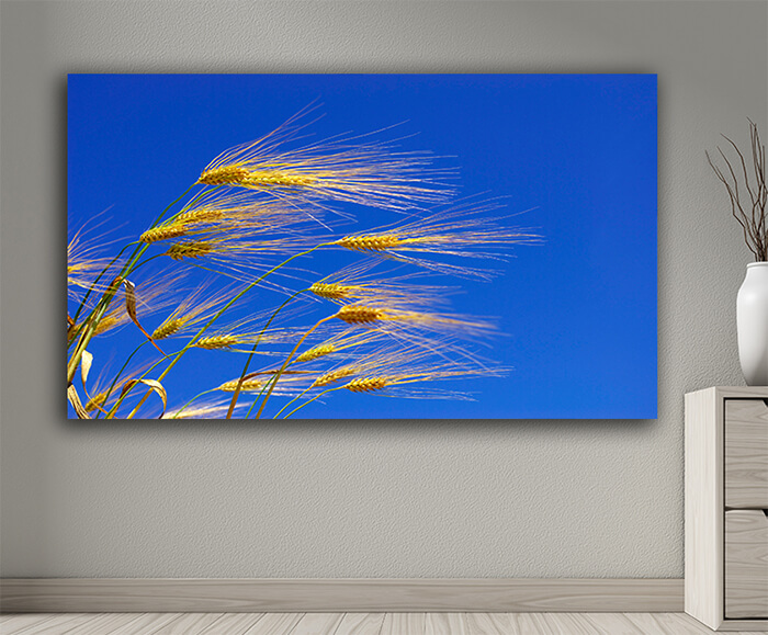 WEB001 0017 MOCKUP 0048 5729210 wheat ears AOAY7659