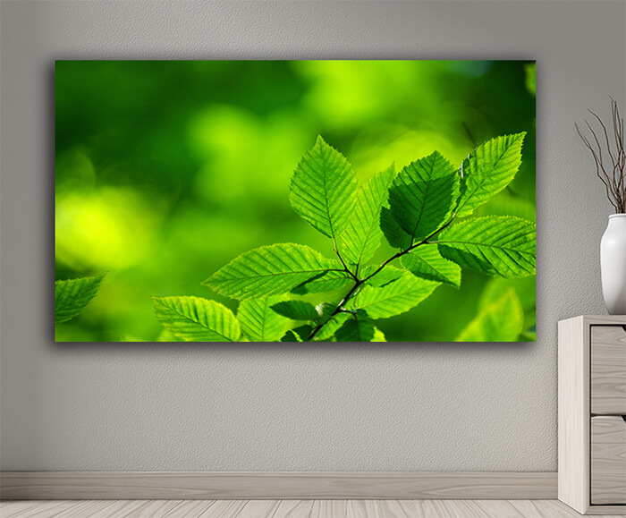 WEB001 0019 MOCKUP 0046 5729308 Nice green leaves AOAY7661