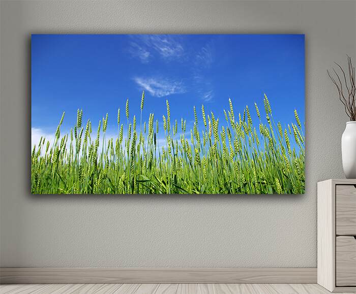 WEB001 0020 MOCKUP 0045 5729322 wheat field AOAY7662