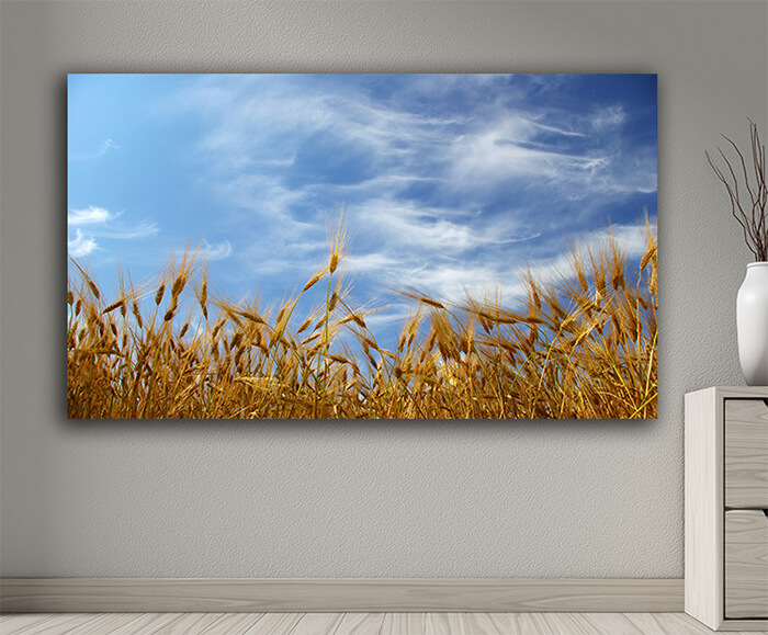 WEB001 0021 MOCKUP 0044 5729326 wheat ears AOAY7663