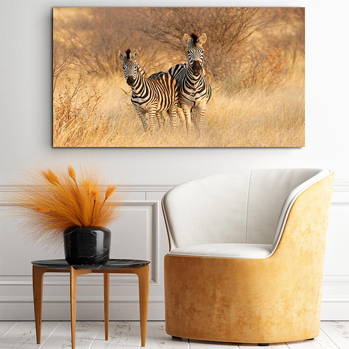 WEB001 0043 MOCKUP 0027 45424700 plains zebras in natural habitat AOAY4764