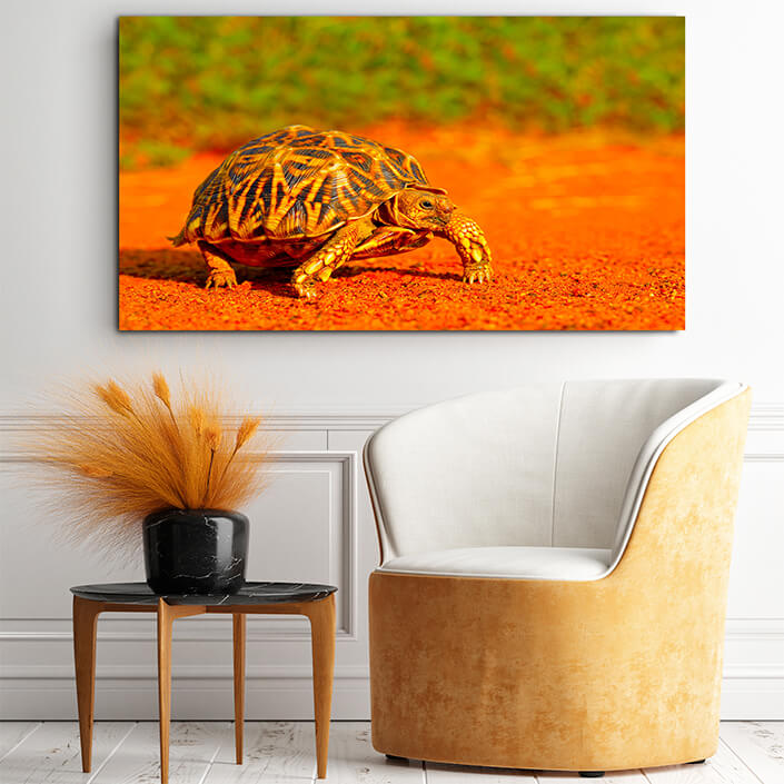 WEB001_0048_MOCKUP__0022_45478592_The leopard-tortoise-in-natural-habitat AOAY8107
