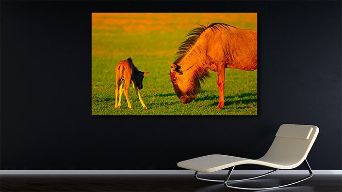 WEB002_0001_MOCKUP__0025_45478590_wildebeest-with-young-calf AOAY4765