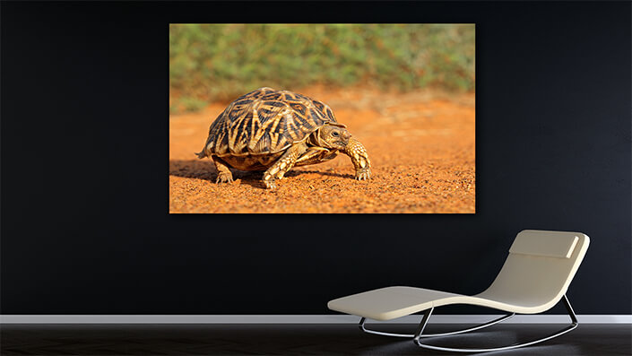 WEB002_0002_MOCKUP__0024_45478592_leopard-tortoise-in-natural-habitat AOAY4766